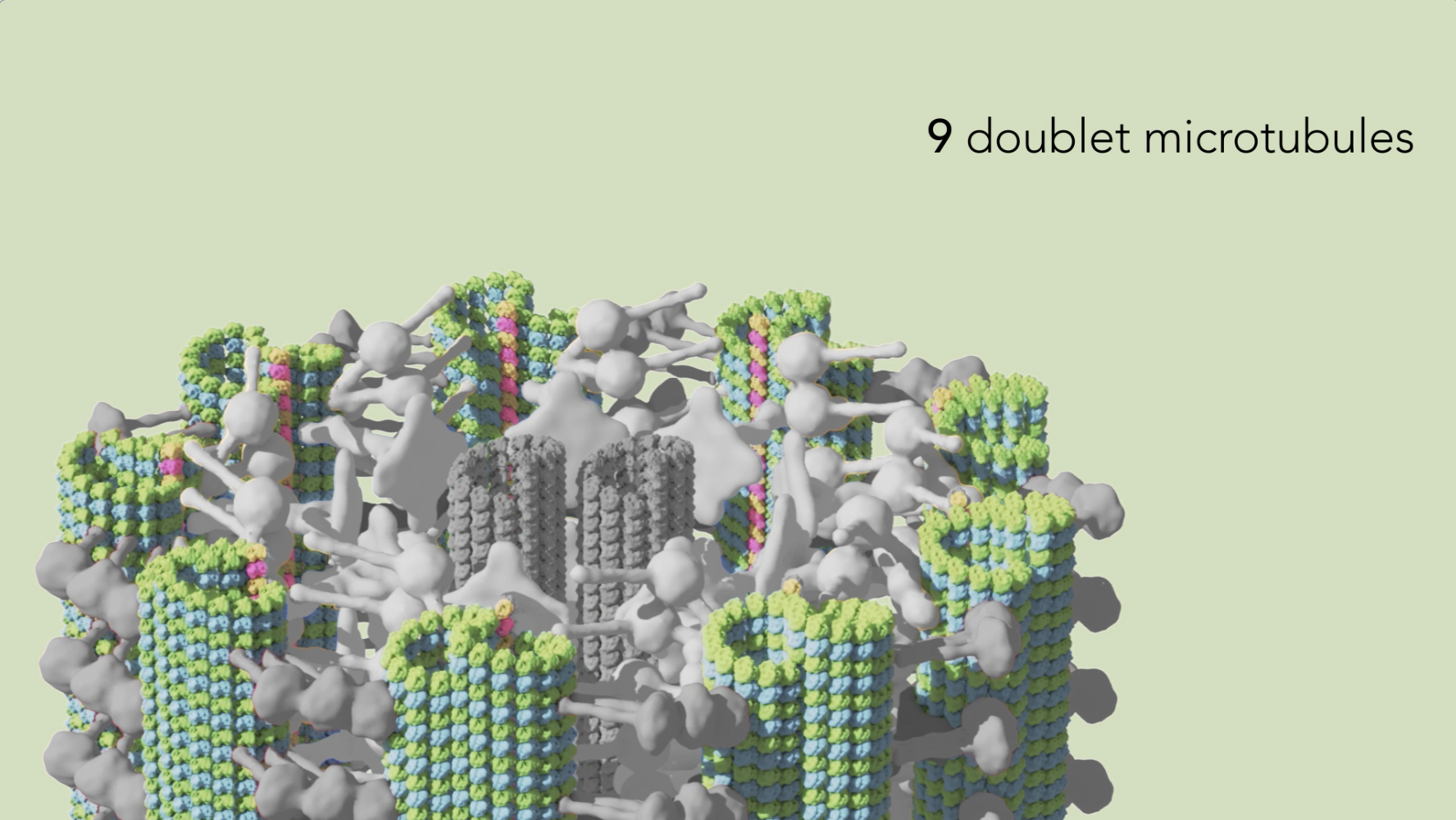 Illustration shows a ring in gray with 9 structures in green. Title says "9 doublet microtubules."