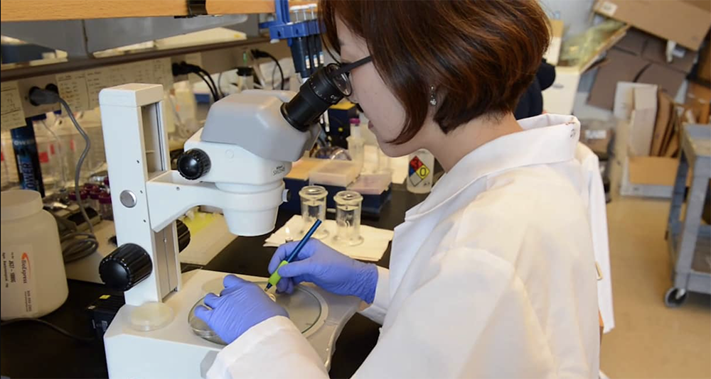 Woman in lab coat and gloves looks into a microscope