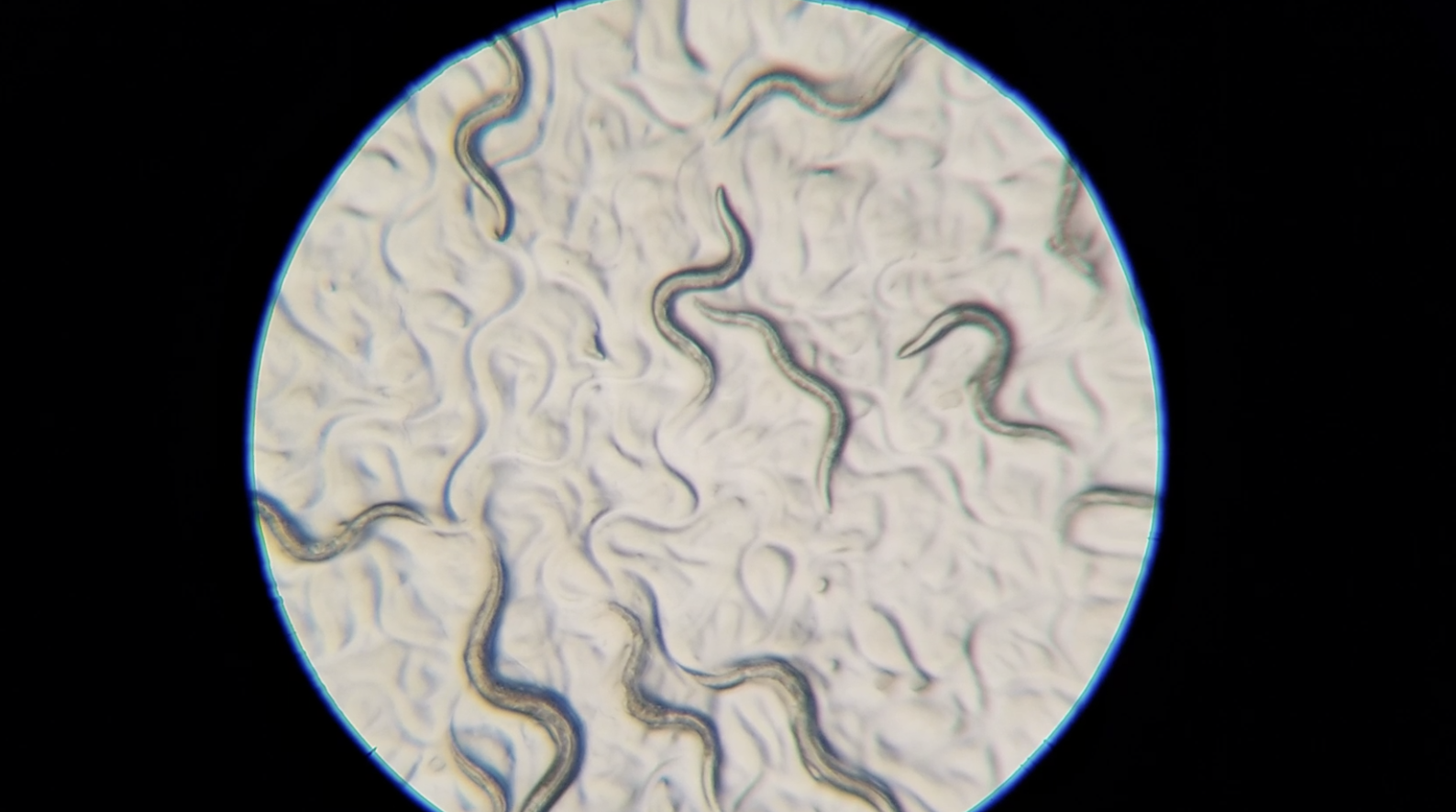 View through a microscope eyepiece shows worms squiggling across a petri dish