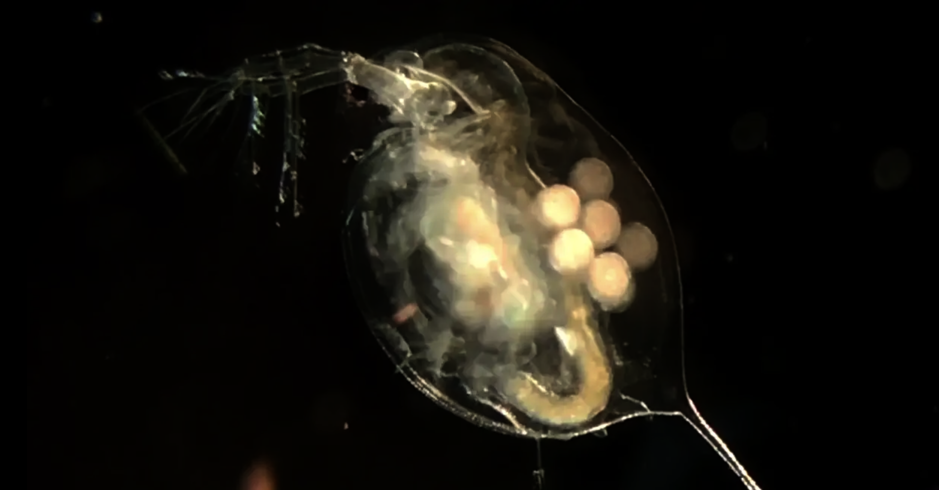 Microscope view of Daphnia