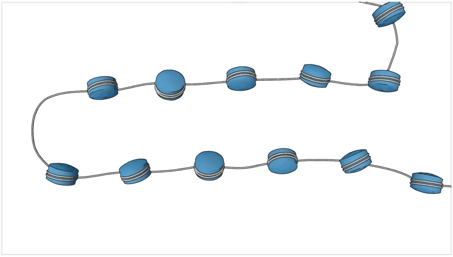 illustration of a string of nucleosomes in chromatin