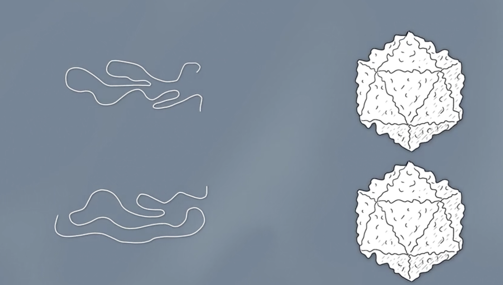 Illustration of two pieces of DNA next two two empty virus capsules