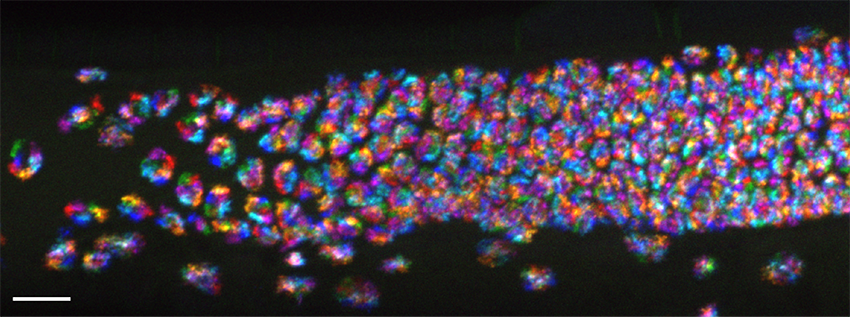 Chromosomes appear as dozens of rainbow clusters in a long, narrow, transparent worm