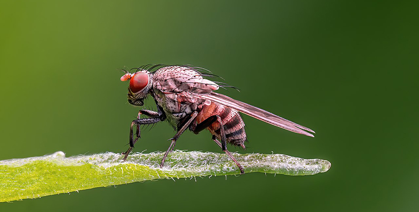 close-up photo of a fruit fly perched on a dewy leaf