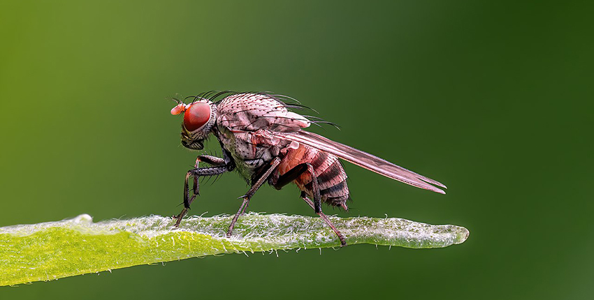 Why the Fly?  Harvard Medical School