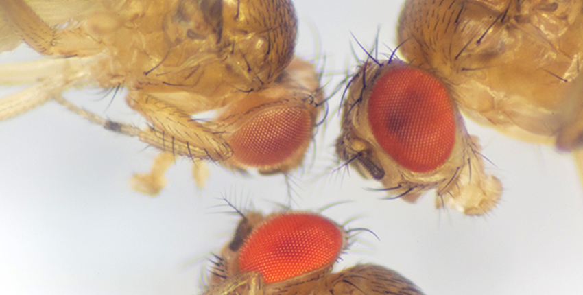 Fruit flies are first known animals that can taste alkaline foods