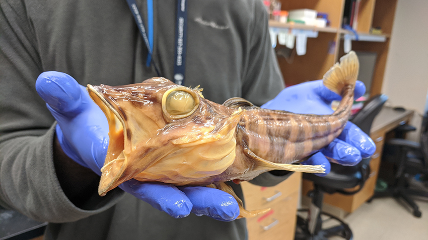 Blue gloved hands hold a preserved beige fish about one foot long with open mouth and blank eyes