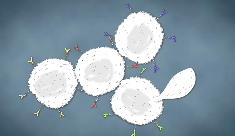 Ilustración de células de levadura que se multiplican.