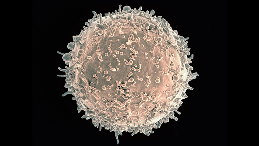 microscope image of a ball-like cell with many protrusions