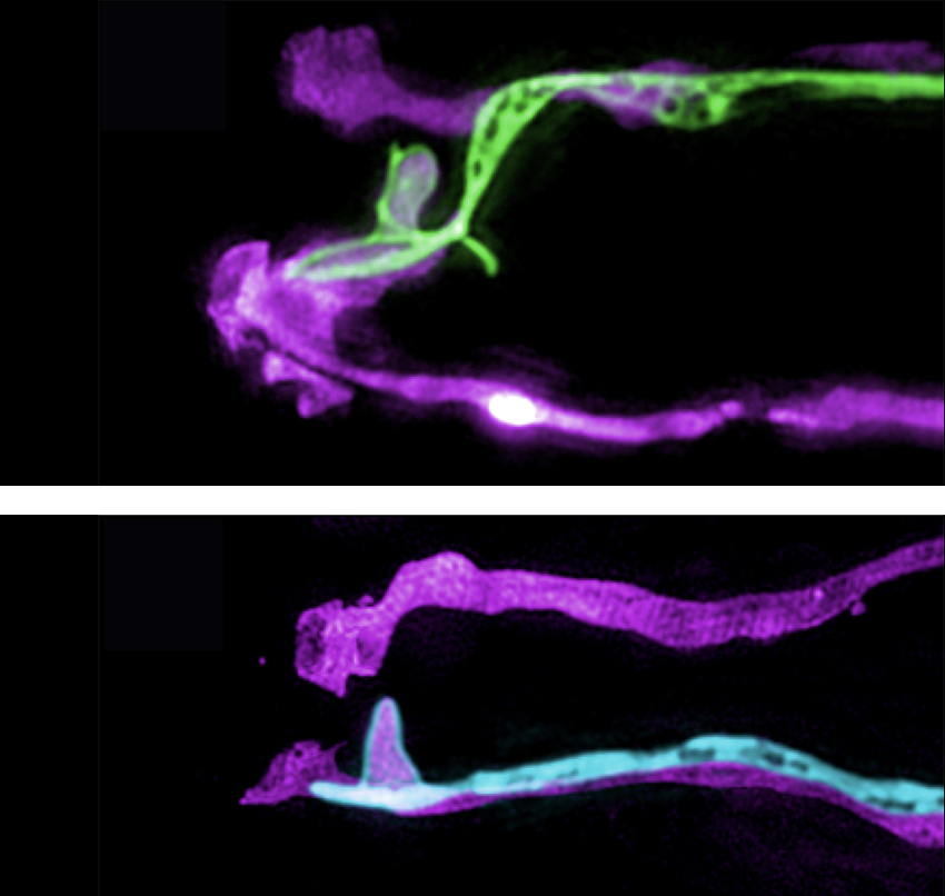 Two microscopy images show long glia in purple with long green neuron (top) and long blue neuron (bottom) overlapping