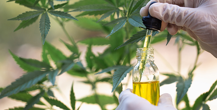 cannabinoid oil