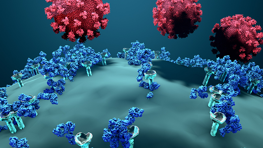 Antibodies and SARS-CoV-2 virus