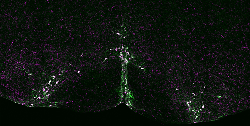 Arc of neurons in purple and green