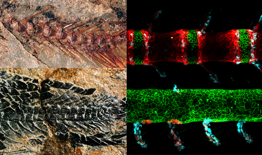 Two fossil fish spines next to two micrographs of contemporary fish spines. Those on top show normal shapes. Those on bottom are abnormal.