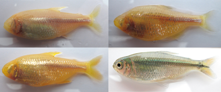 Four images of fish shown side by side. Three are orange and eyeless while one, bottom right, is silver with eyes