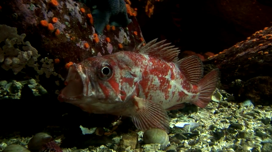 red and white fish with open mouth in a fish tank