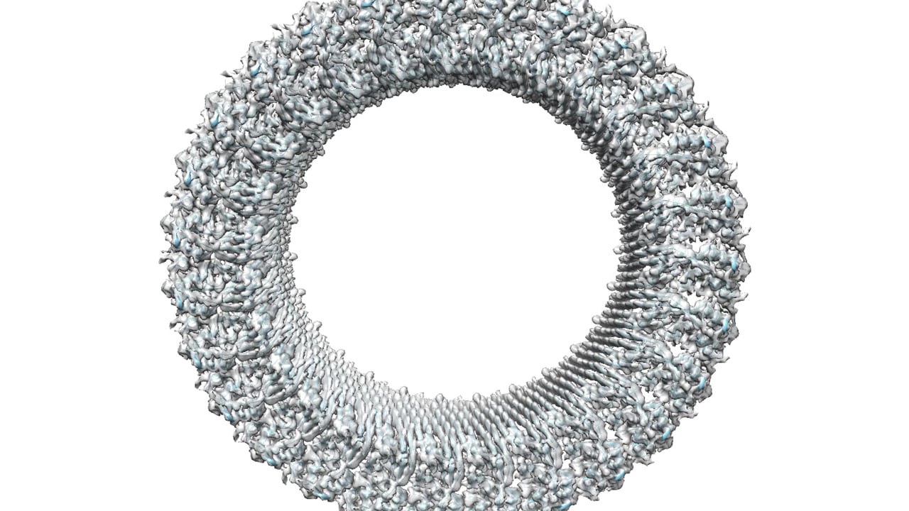 illustration in grayscale of a ring with 27 identical, vertebrae-like pieces