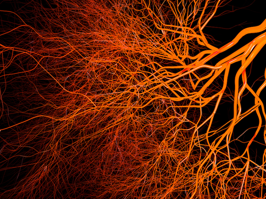 Stylized image of blood vessels