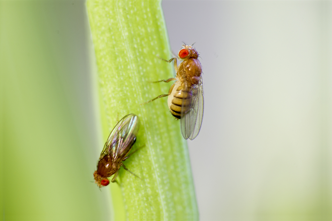 Two fruit flies on a green stalk of vegetation