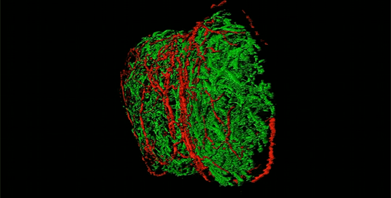 Rotating micrograph of nerve fibers and lymph nodes in red and green shaped like a two-lobed bean