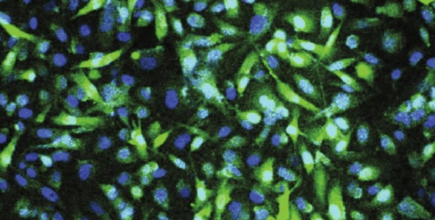 Cells and nuclei glow blue and green