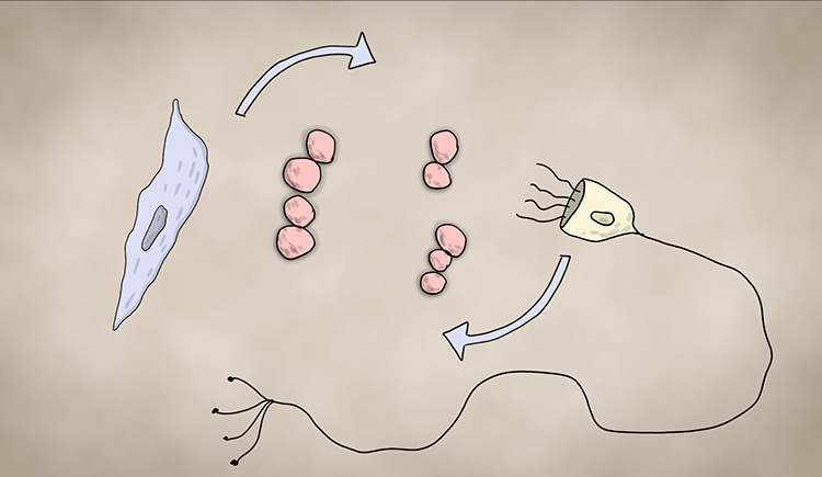 illustration of a nerve cell, a macrophage, and bacteria