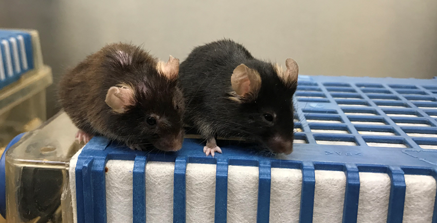 Two mice sit atop a cage, one with lighter and patchier hair