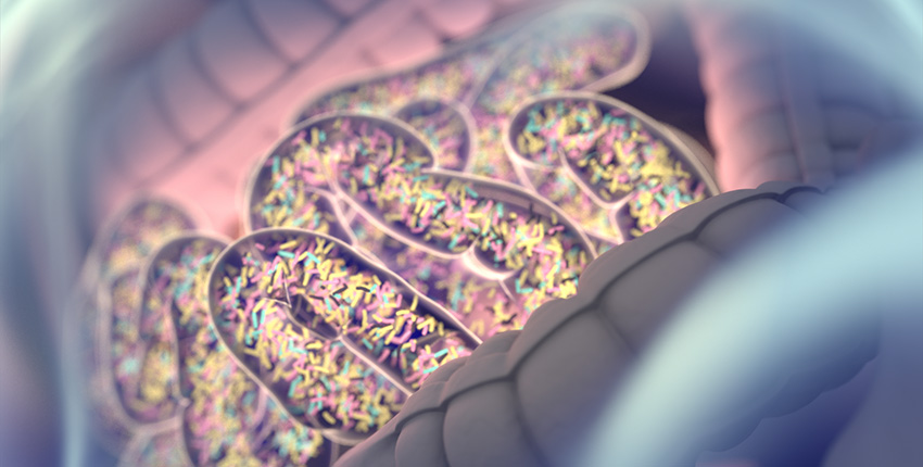 colorful digital illustration of bacteria in the gut