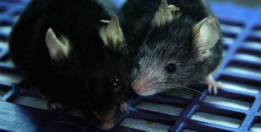 Two mice sit on a ridged surface. One has darker hair and one is grayer