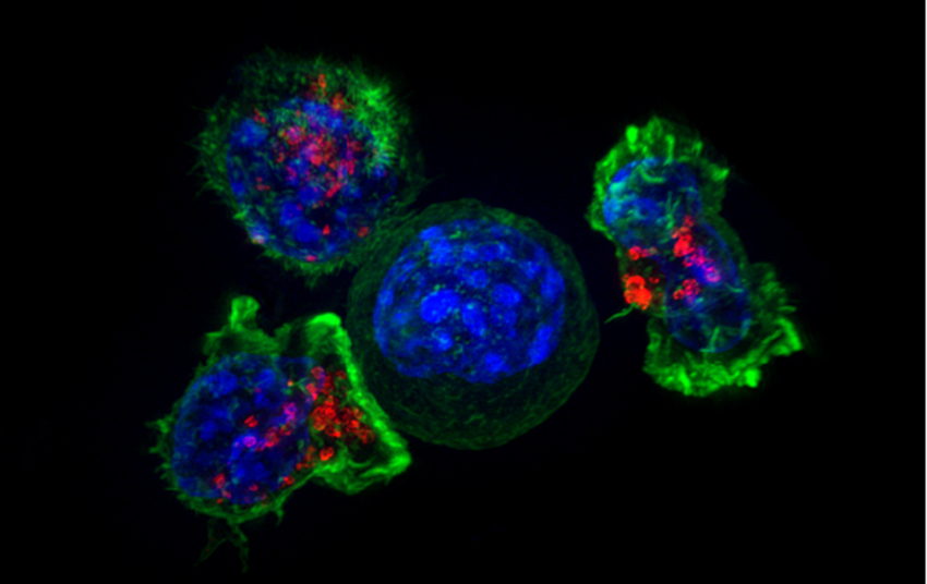 microscope image shows three green-outlined cells surrounding a round blue cell against a dark backdrop