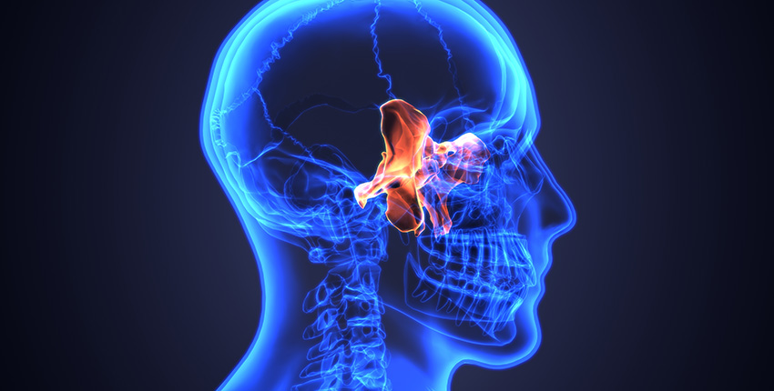 digital X-ray vision of skull with sinuses highlighted