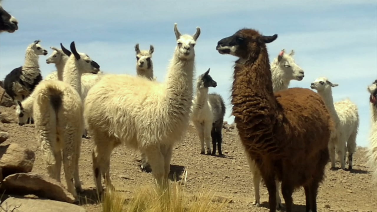 Una llama blanca y una llama marrón miran hacia la cámara.