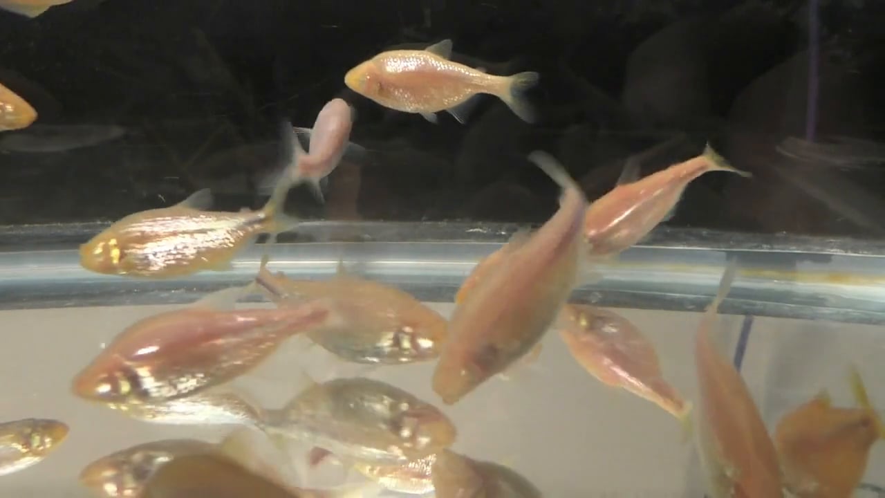 Binge-eating cavefish share mutated gene with some obese people