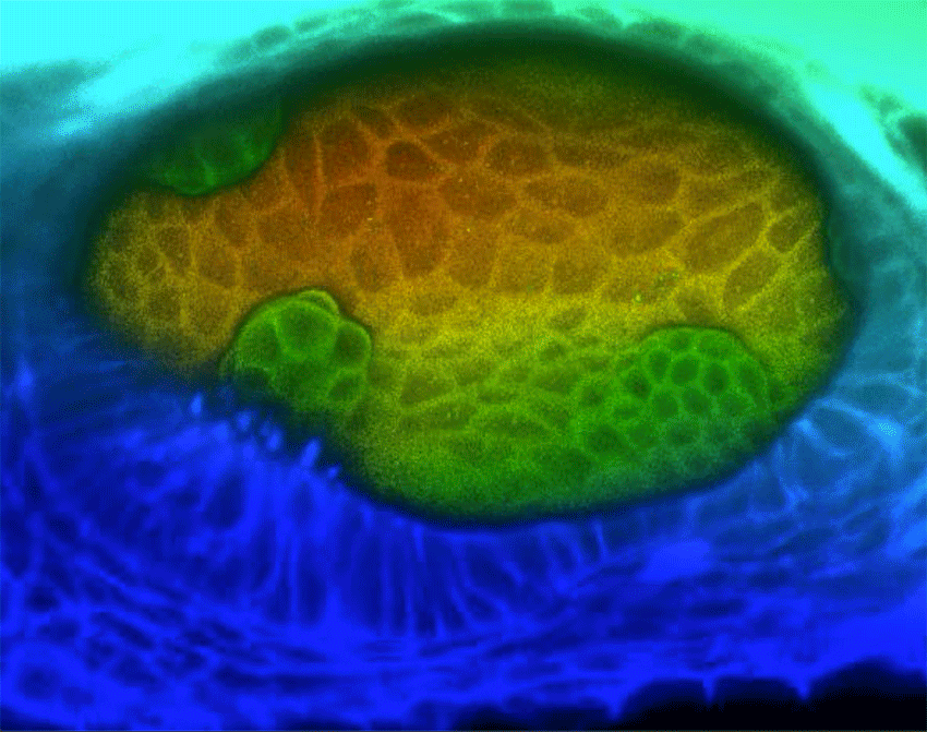 A time lapse microscope image of cells forming the semicircular canals 