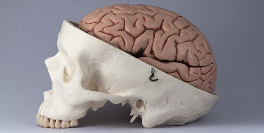 skull and brain