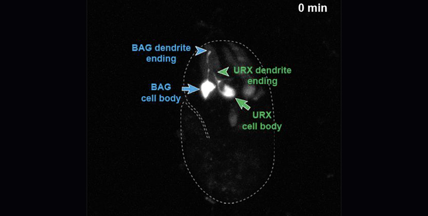 Dotted outline of worm body with neurons lit in white. Labels read "BAG dendrite ending," "BAG cell body," "URX dendrite ending" and "URX cell body"