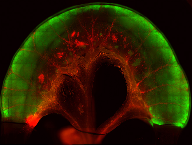 Bioengineering Fate