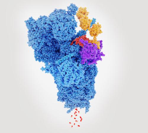 Ubiquitin hydrolase detaches ubiquitin from protein