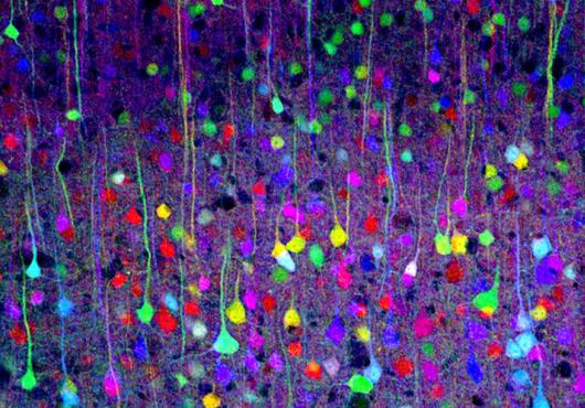 Nature, Meet Nurture