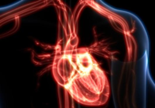 human heart