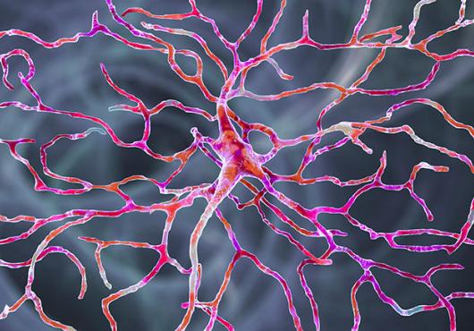 Retinal neuron shown in bright colors, including pink and orange, on a grey background