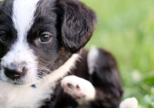 a black-and-white puppy scratching its neck with its paw