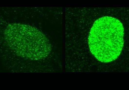 Two oval-shaped objects made up of glowing green dots float in a black field. The object on the left has fewer glowing dots than the object on the right.