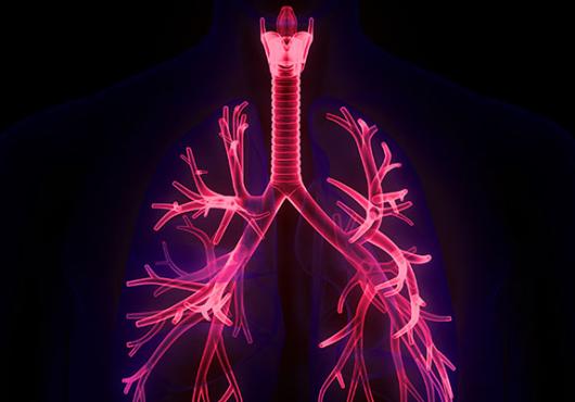 Photoillustration of the human trachea and respiratory tract, shown in pink on a black background