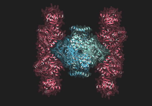 Illustration of a protein complex with a round-ish blue center section and two taller, thinner wing-like structures on the sides