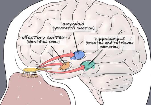 illustration of the brain, with the amygdala, hippocampus, and olfactory cortex highlighted