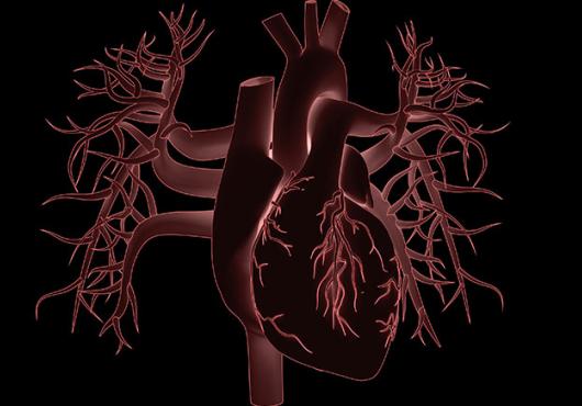 illustration of a human heart on a black background