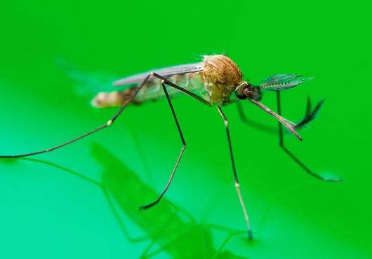 A close up of a mosquito against green backdrop