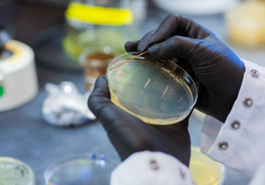 Gloved hands hold a Petri dish