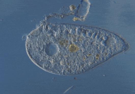Single-cell organism on a microscope slide